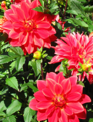 Dahlia ' MARRAKECH '  (W.L.)  Turc  Fr.  2015  Island of Mainau, Lake Constance, Germany 2018  (David Brown)